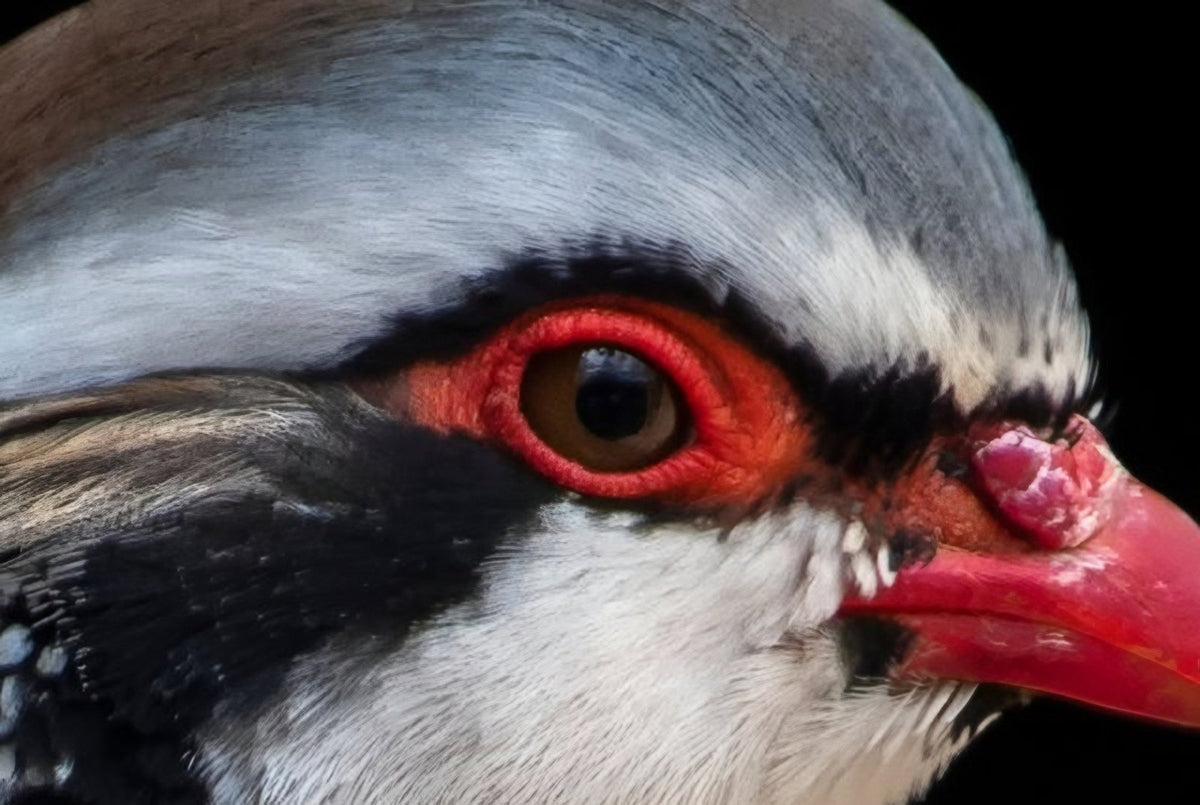 Gros plan sur l'œil d'une perdrix rouge : un cercle rouge autour d'un point sombre. Le cor mou entre les orteils s'appelle œil-de-perdrix parce qu'il lui ressemble, bordé de rouge avec un point noir au centre.